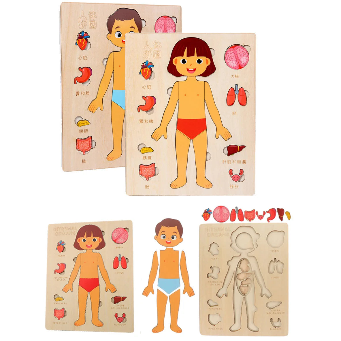 Montessori Human Body Puzzle Board For Kids