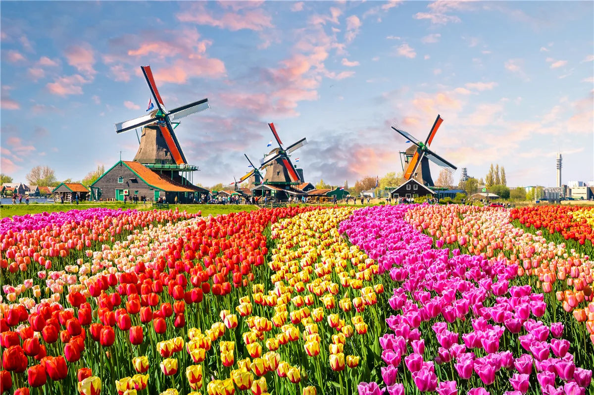 Dutch windmills Color 500-Piece Landscape Jigsaw Puzzle Paper Art 46 x 28 cm