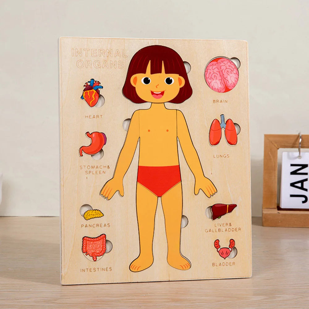 Girl Color Montessori Human Body Puzzle Board For Kids