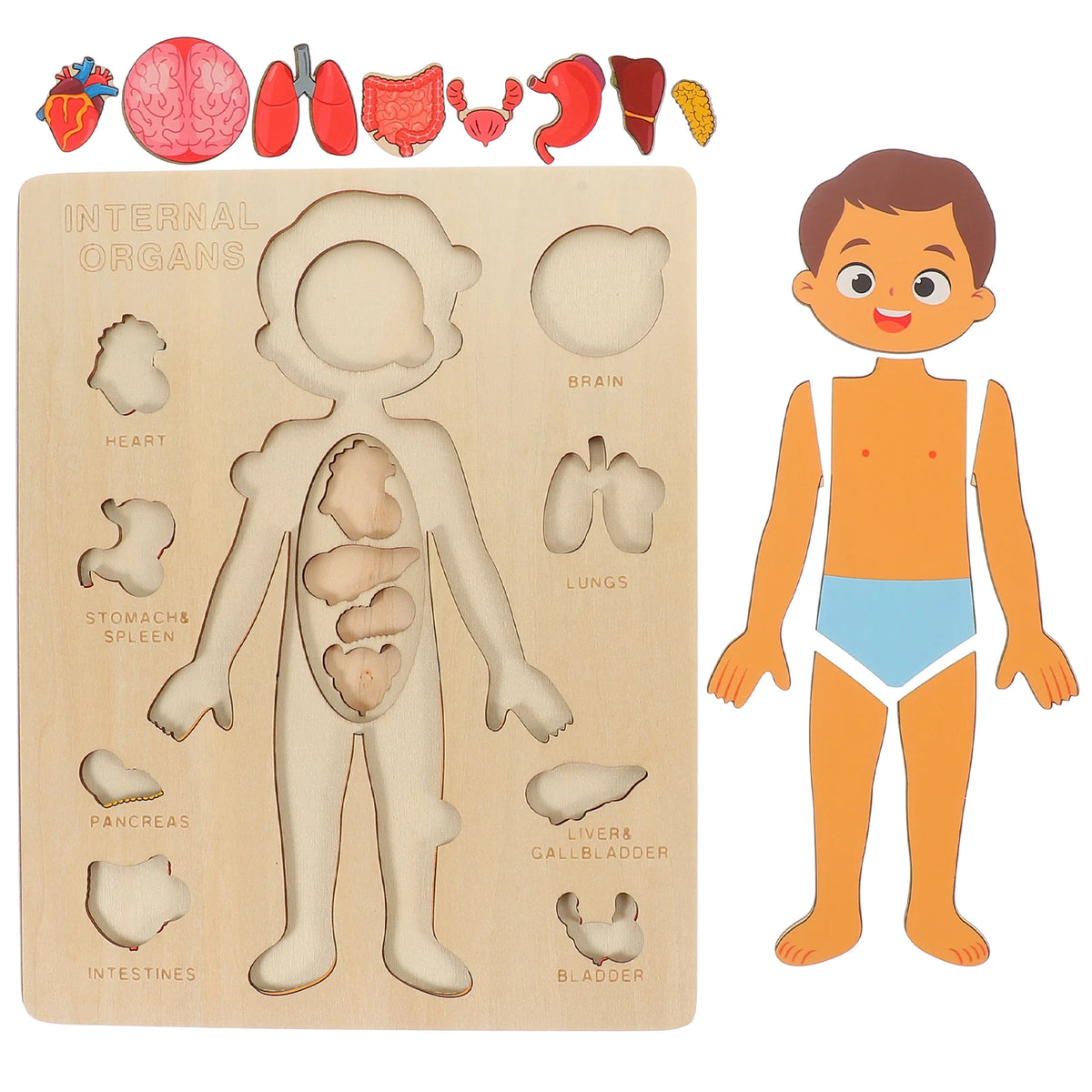 Montessori Human Body Puzzle Board For Kids