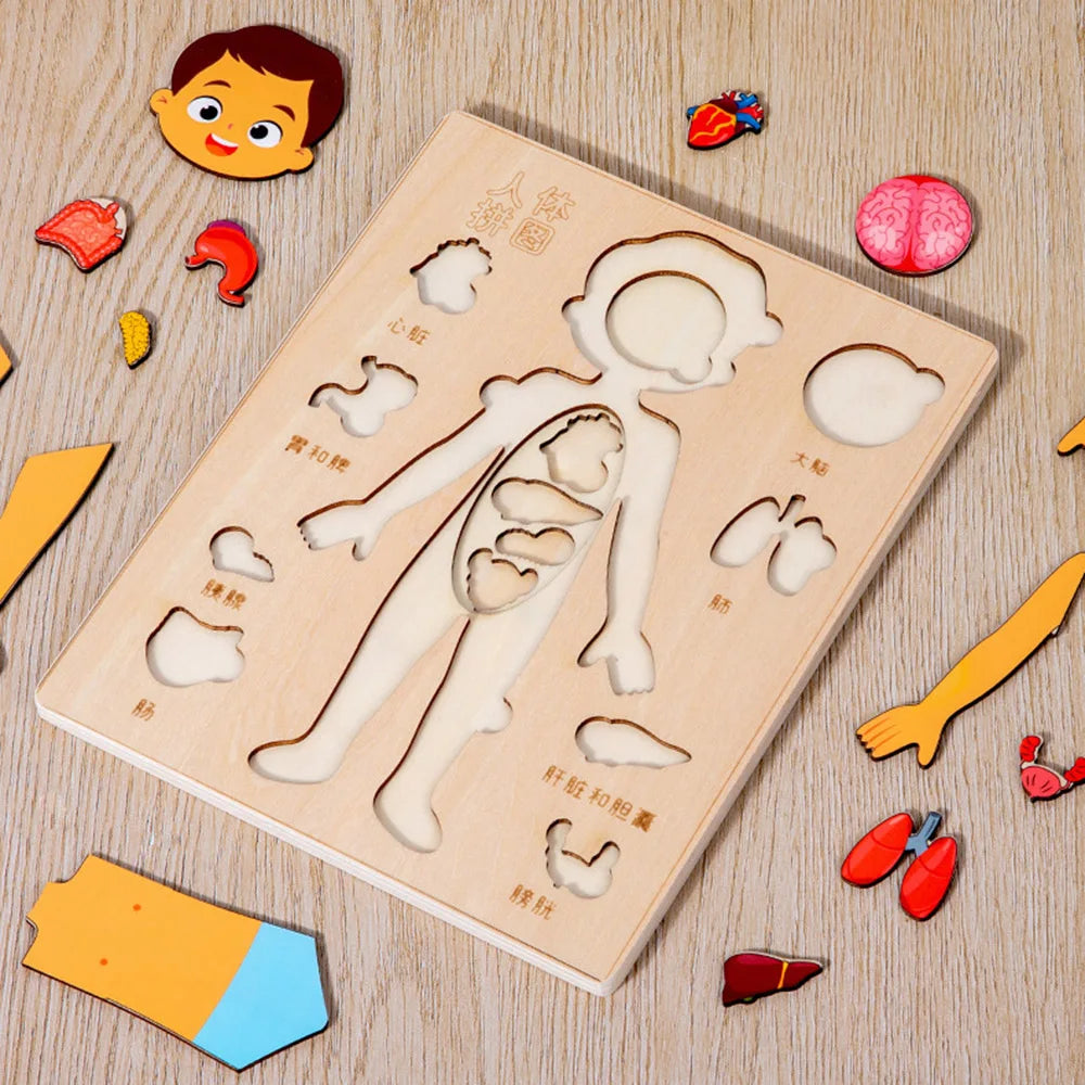 Montessori Human Body Puzzle Board For Kids