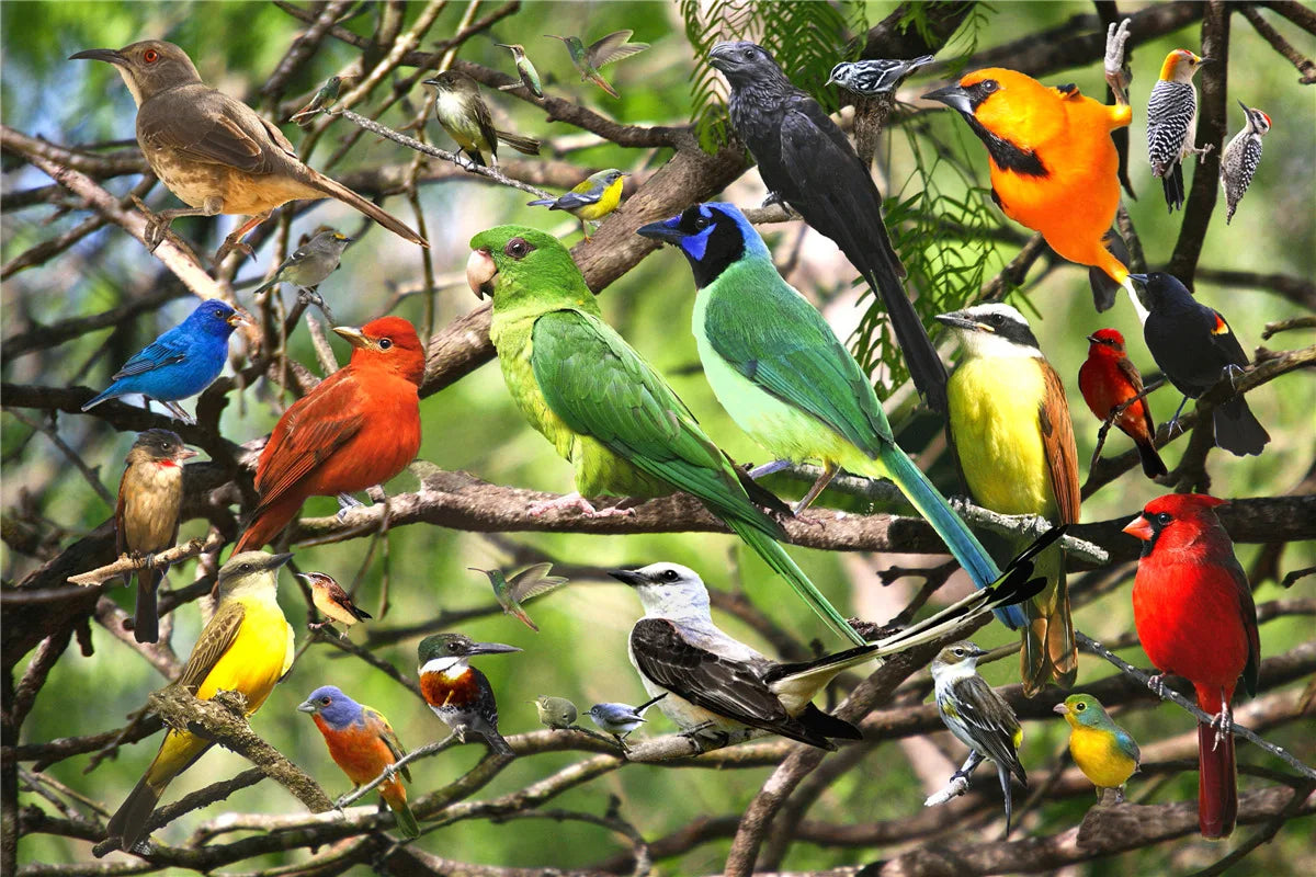 Bird collage Color 500-Piece Landscape Jigsaw Puzzle Paper Art 46 x 28 cm