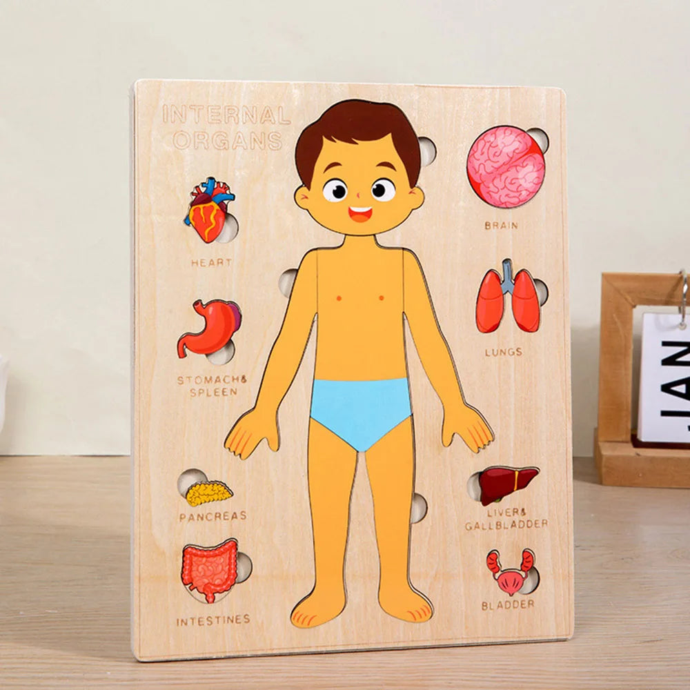 Boy Color Montessori Human Body Puzzle Board For Kids