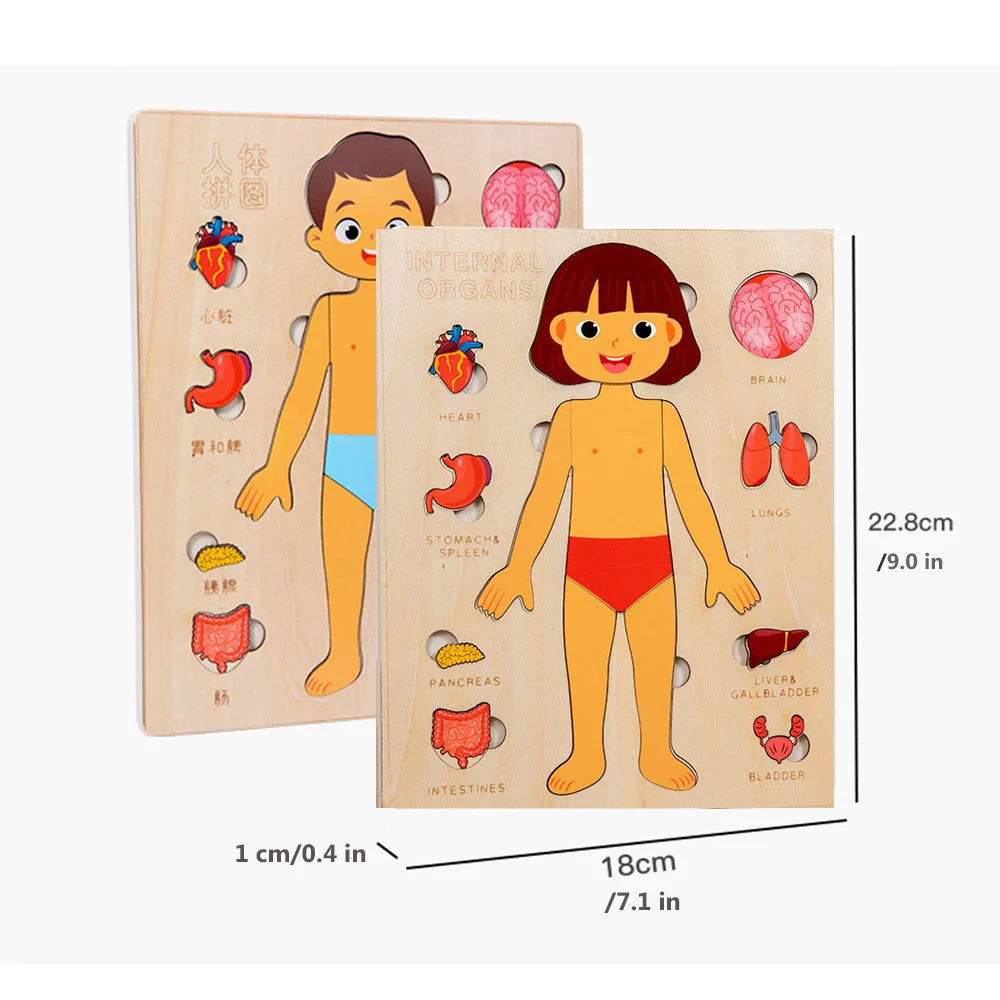 Montessori Human Body Puzzle Board For Kids
