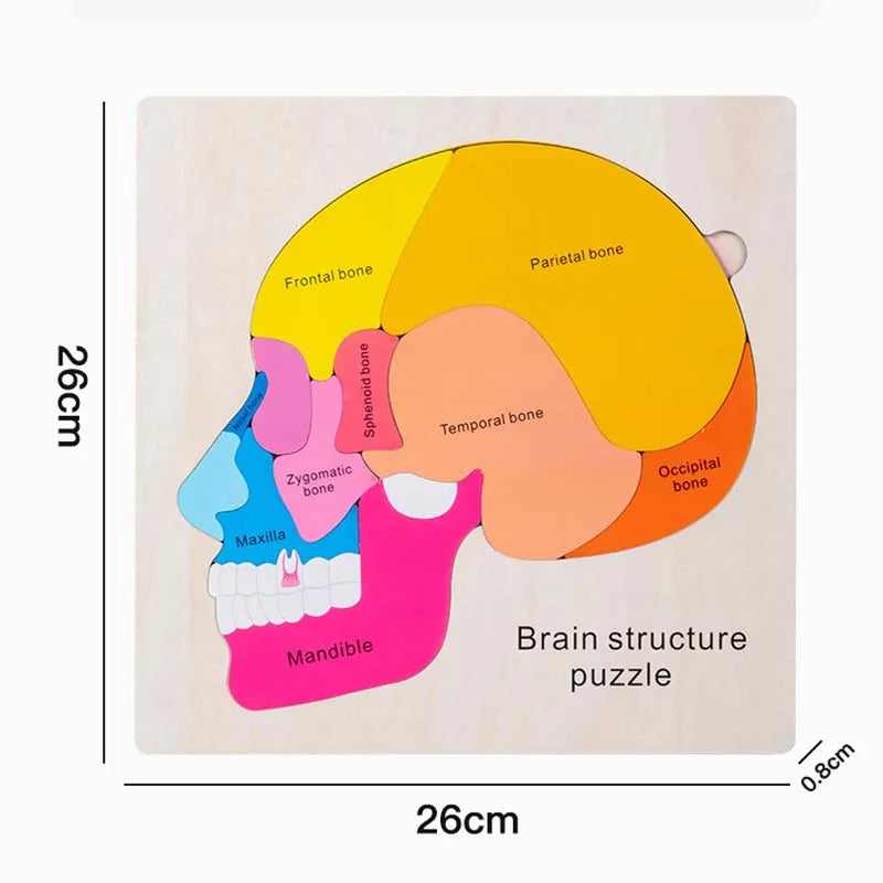 Brain Color Montessori Human Body Puzzle Board For Kids