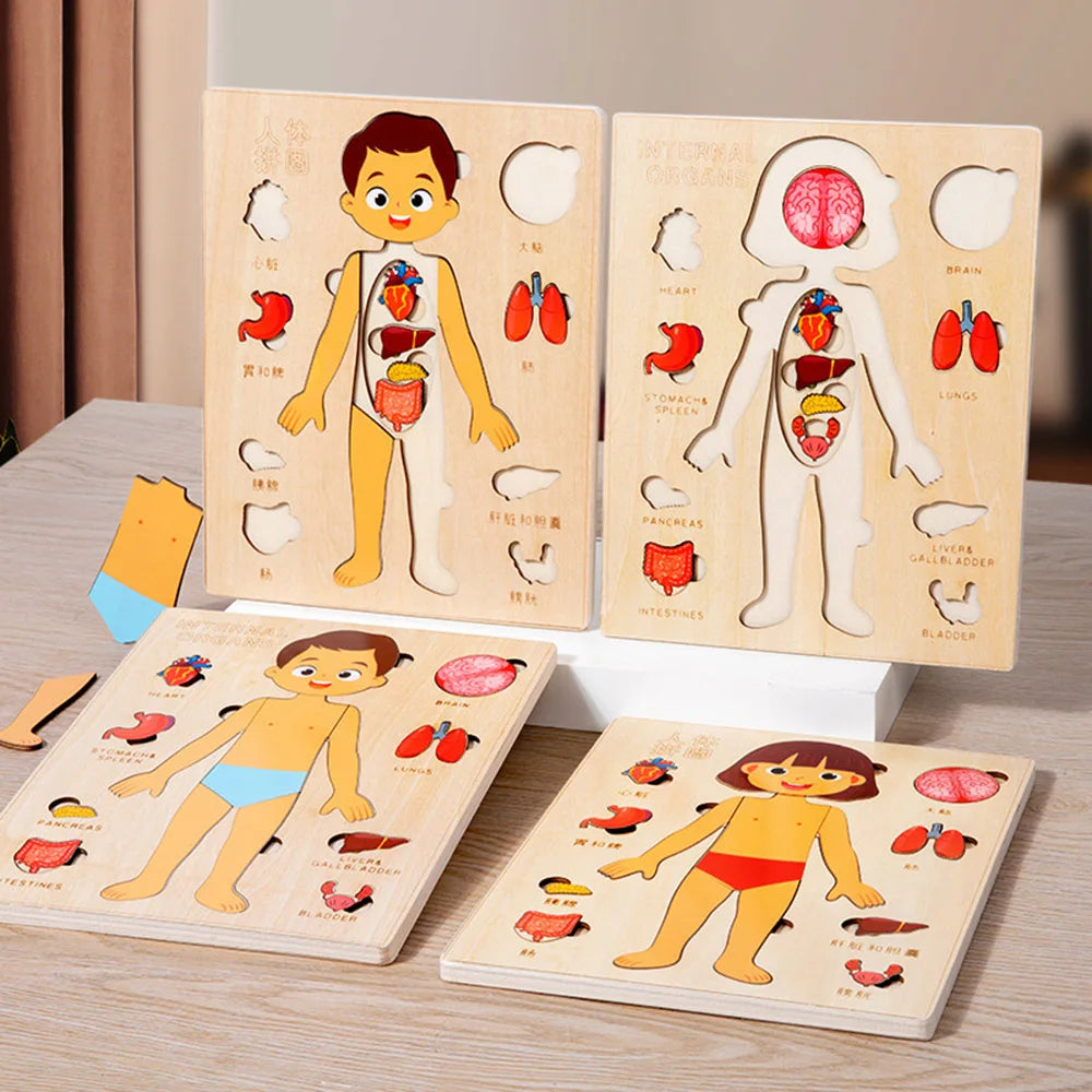 Montessori Human Body Puzzle Board For Kids